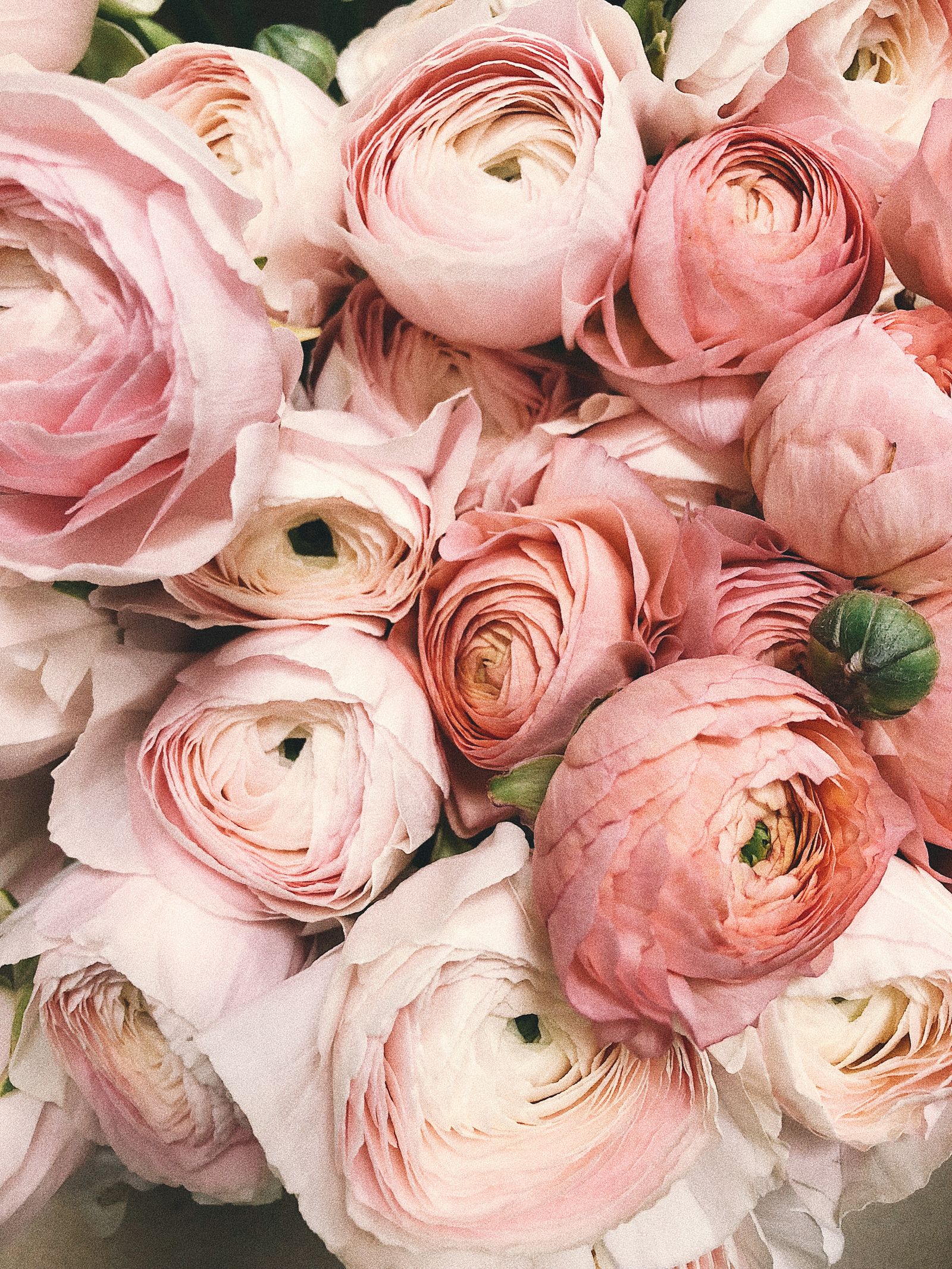 Soft pink blooms from the Leo Faux website collection